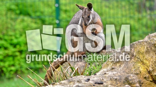 Ringelschwanz-Felsenkänguru (3).jpg